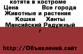 котята в костроме › Цена ­ 2 000 - Все города Животные и растения » Кошки   . Ханты-Мансийский,Радужный г.